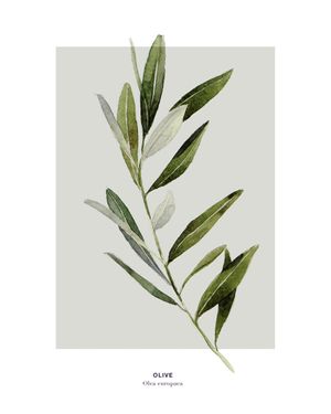 Olive 40x50