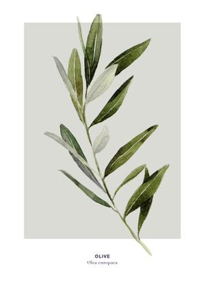 Olive 70x100