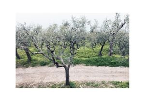 Olive Garden 2 100x70