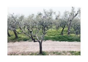 Olive Garden 2 30x21