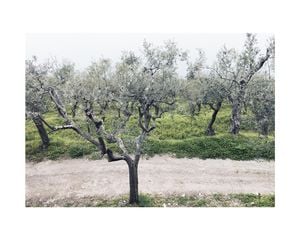 Olive Garden 2 50x40