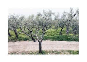 Olive Garden 2