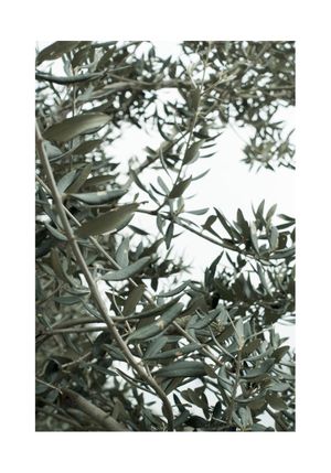 Olive Garden 70x100