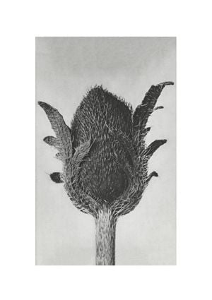 Oriental Poppy By Karl Blossfeldt 21x30