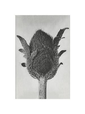 Oriental Poppy By Karl Blossfeldt 30x40