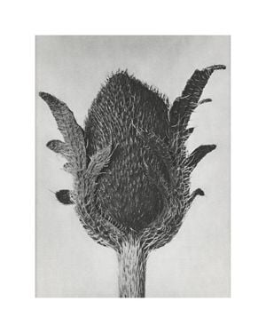 Oriental Poppy By Karl Blossfeldt 40x50