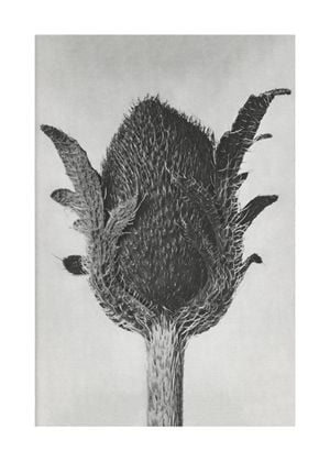 Oriental Poppy By Karl Blossfeldt