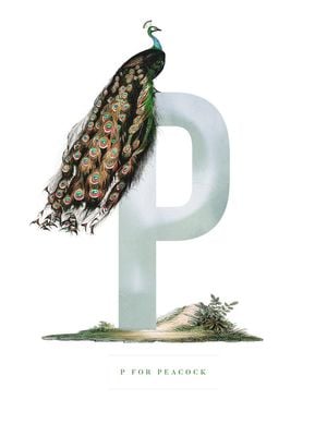 P For Peacock 30x40
