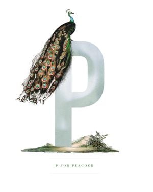 P For Peacock 40x50
