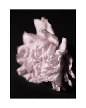 Pale Bloom 40x50