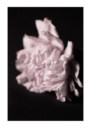 Pale Bloom 50x70