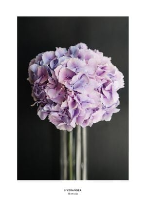 Pale Hydrangea 21x30