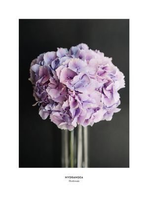 Pale Hydrangea 30x40