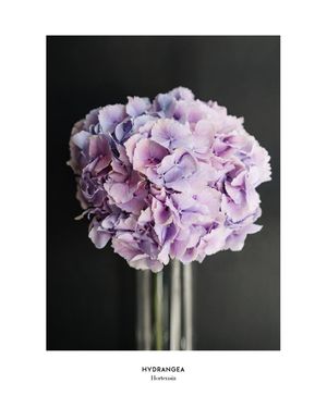 Pale Hydrangea 40x50