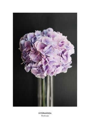Pale Hydrangea