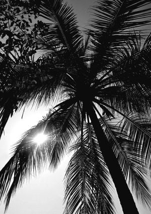 Palm And Sun 21x30