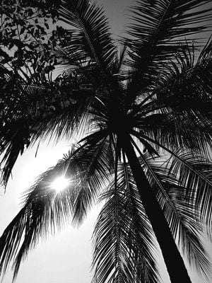 Palm And Sun 30x40