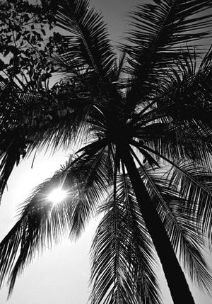 Palm And Sun 70x100
