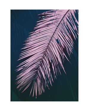 Palm Dark 40x50