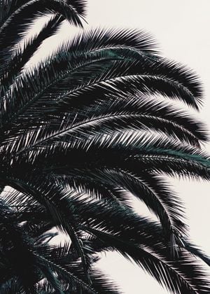 Palm Freedom