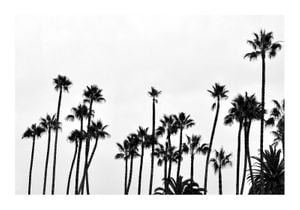 Palm Gathering 100x70