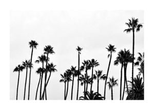 Palm Gathering