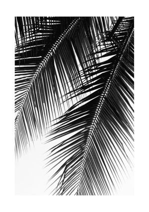 Palm Graphic 21x30
