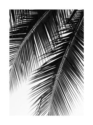 Palm Graphic 30x40