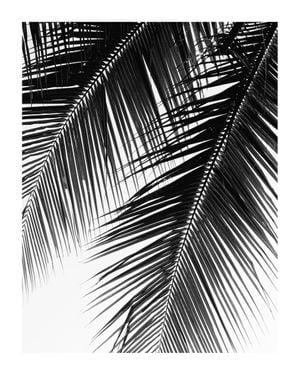 Palm Graphic 40x50