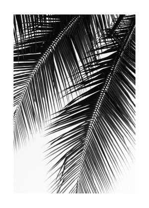 Palm Graphic 50x70