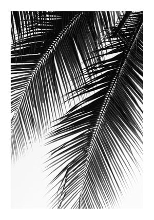 Palm Graphic 70x100