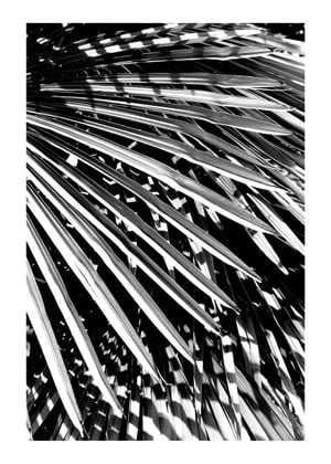 Palm Love