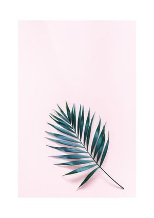 Palm On Pink 21x30