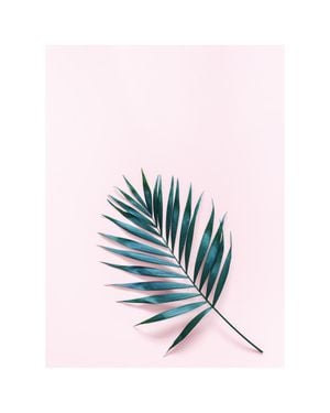 Palm On Pink 40x50