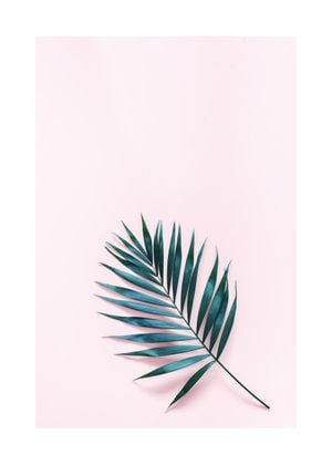 Palm On Pink 50x70