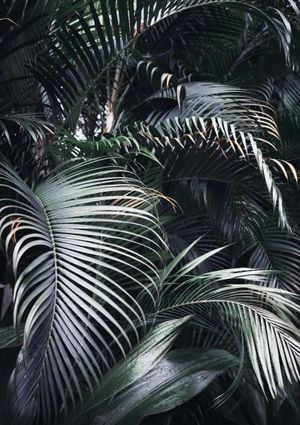 Palm Screen Photo 21x30