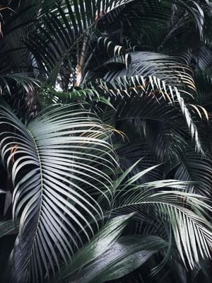 Palm Screen Photo 30x40