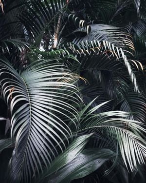 Palm Screen Photo 40x50