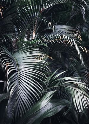 Palm Screen Photo