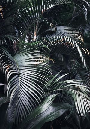 Palm Screen Photo 70x100