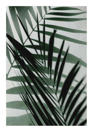Palm Shadow Reflection 21x30