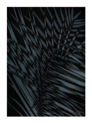 Palm Shadow Us 30x40