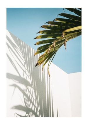 Palm Shadow Wall 21x30