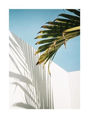 Palm Shadow Wall 30x40