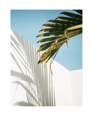 Palm Shadow Wall 40x50