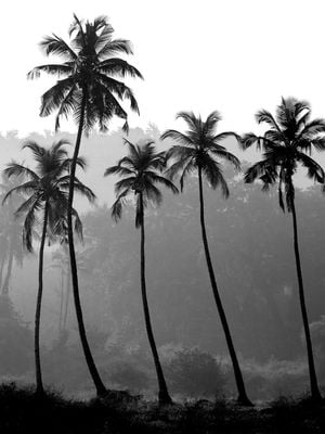 Palm Trees 30x40