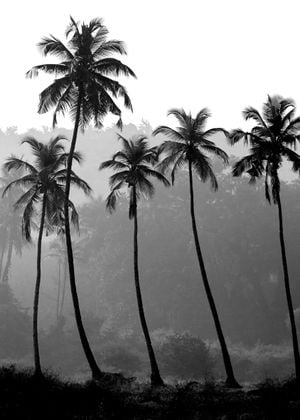 Palm Trees