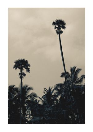 Palms In Bad Weather 21x30