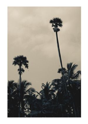 Palms In Bad Weather