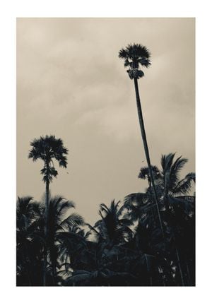 Palms In Bad Weather 70x100